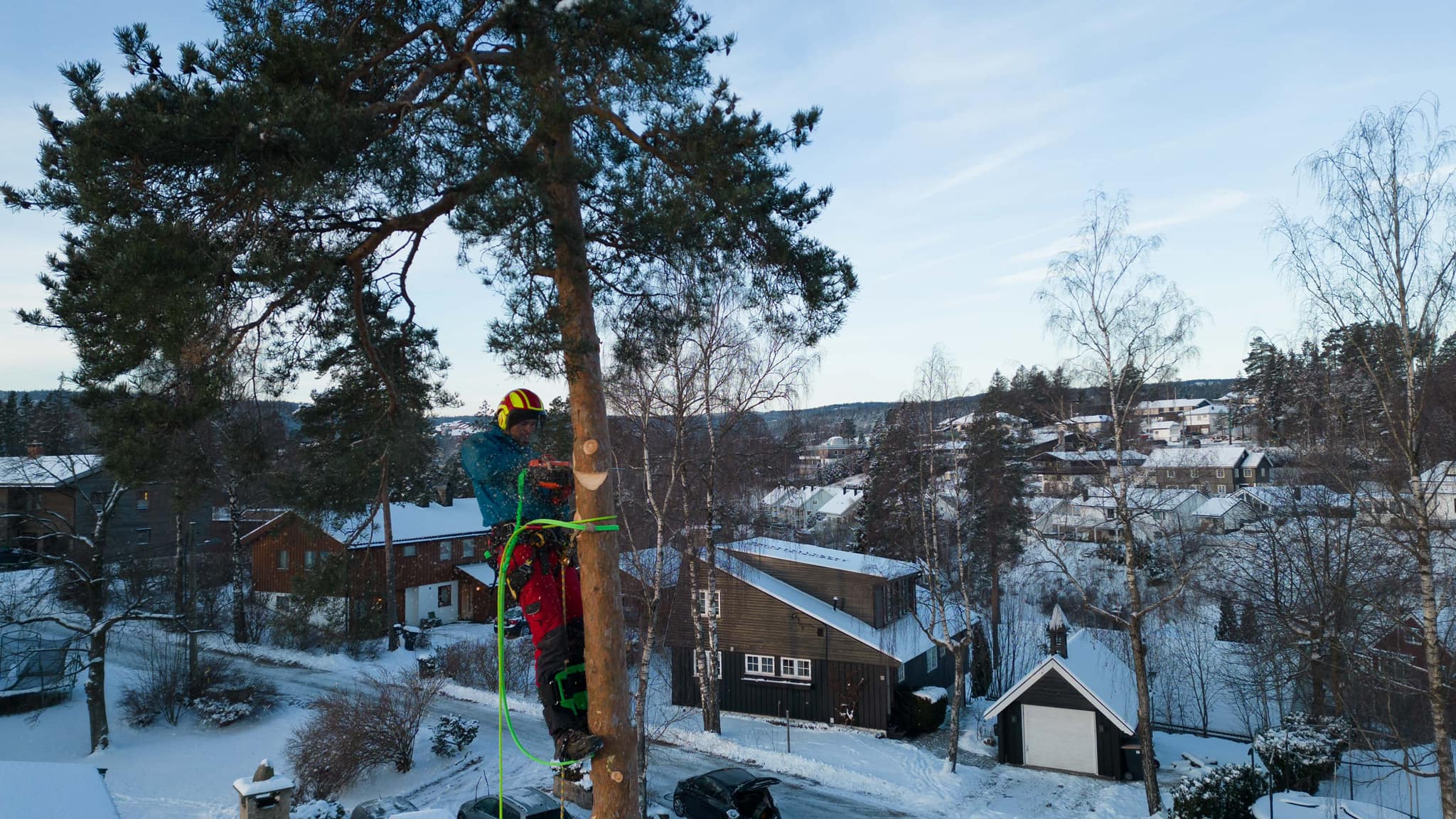 Drammen Trefelling - Profesjonell trefelling og trepleie 2